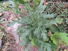 Senecio squalidus rupestris