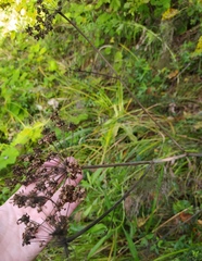 Angelica sylvestris