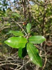 Ochna arborea