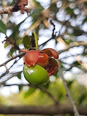 Ochna arborea