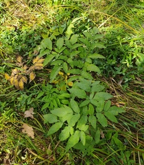 Angelica sylvestris