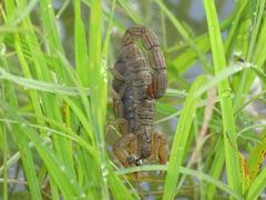 Hottentotta hottentotta