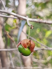 Ochna arborea
