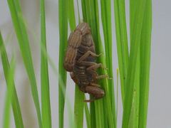 Hottentotta hottentotta