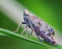 Jassargus