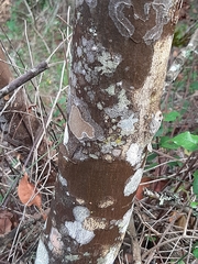 Ochna arborea