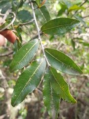 Ochna arborea