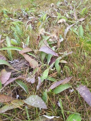 Hieracium lepidulum