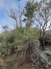 Ochna arborea