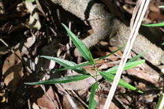 Astrotricha latifolia