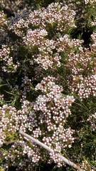 Chamelaucium