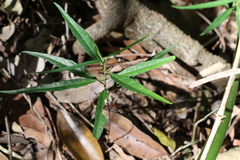 Astrotricha latifolia