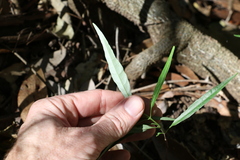 Astrotricha latifolia