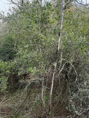 Ochna arborea