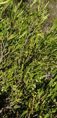 Geijera linearifolia