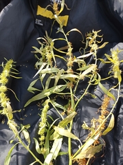 Rumex aquaticus