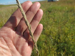 Leymus chinensis