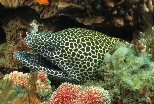 Laced Moray