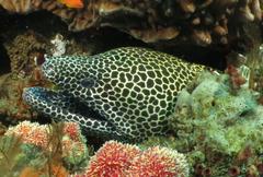 Gymnothorax favagineus