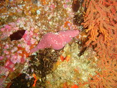 Africofusus ocelliferus
