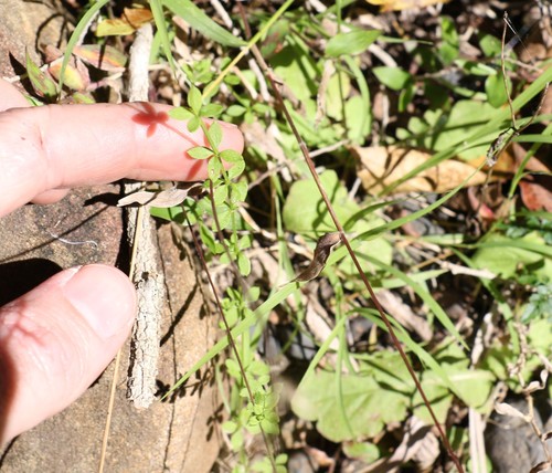 Image of Galium leptogonium by (c) Greg Tasney, some rights reserved (CC BY-SA)