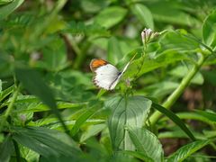 Colotis euippe euippe