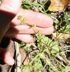 Galium leptogonium