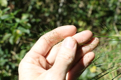 Austrostipa ramosissima