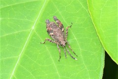 Clinophaestus robustus