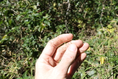Austrostipa ramosissima