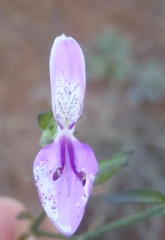 Dicliptera eenii