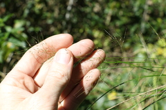 Austrostipa ramosissima