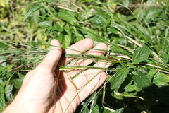 Austrostipa ramosissima