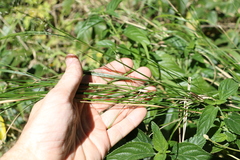 Austrostipa ramosissima