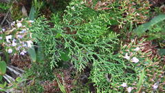 Limonium scabrum scabrum