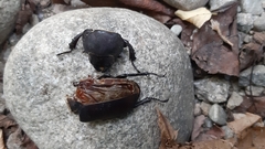 Lucanus