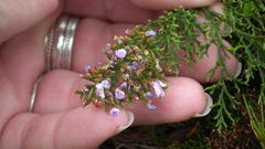 Limonium scabrum scabrum