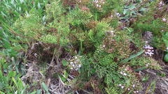 Limonium scabrum scabrum