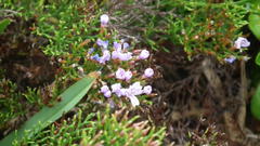 Limonium scabrum scabrum