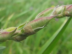 Oxytropis owerinii