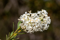 Pimelea stricta