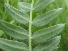 Oxytropis owerinii