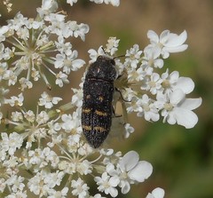 Acmaeoderella flavofasciata flavofasciata