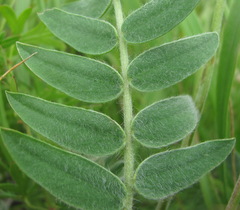 Oxytropis owerinii
