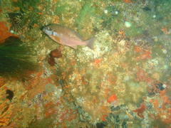 Chirodactylus brachydactylus