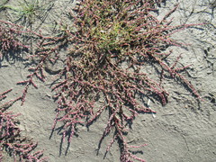 Suaeda prostrata