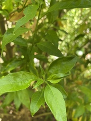 Lycianthes rantonnetii