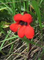 Phelypaea coccinea