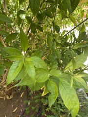 Lycianthes rantonnetii