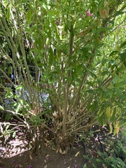 Lycianthes rantonnetii